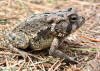 picture of fowler's toad